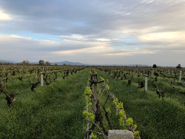 Vineyards