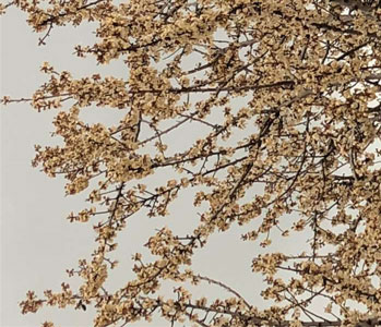 almondtree